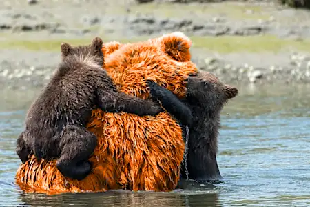 小さな赤ちゃんグマを救った男性に対し、母親のクマが取った非常に驚くべき行動