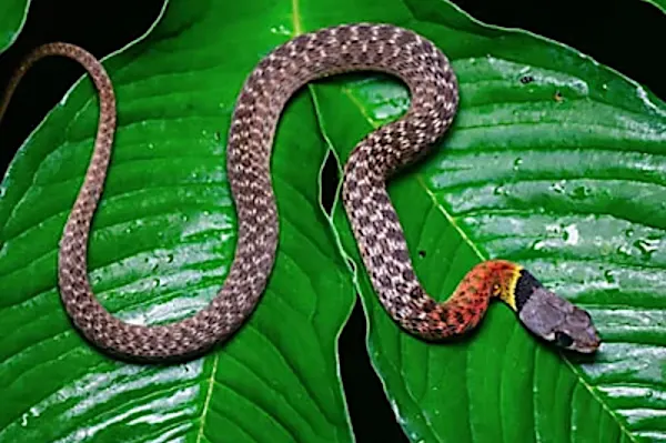 Confirmed - This is the deadliest snake in the world
