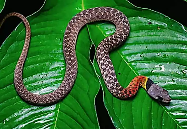 [Photos] Confirmed: This is The Deadliest Snake on Earth