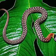 [Φωτογραφίες] Επιβεβαιώθηκε: Αυτό είναι το πιο θανατηφόρο φίδι στη Γη