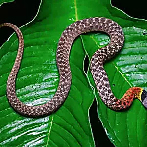 [Photos] Confirmed: This is The Deadliest Snake on Earth