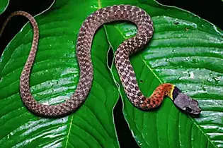 [Photos] Confirmed: This is The Deadliest Snake on Earth