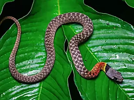 Confirmed - This is the deadliest snake in the world