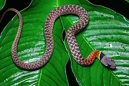 Confirmed - This is the deadliest snake in the world