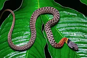 [Photos] Confirmed: This is The Deadliest Snake on Earth