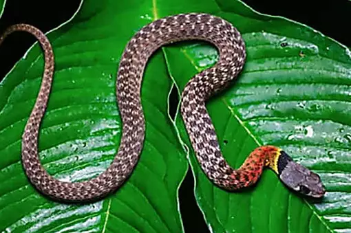 [Photos] Confirmed: This is The Deadliest Snake on Earth