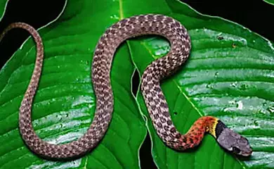 [Photos] Confirmed: This is The Deadliest Snake on Earth