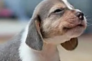 [Fotografies] Le razze di cani da evitare di adottare secondo i veterinari. Le seguenti razze non sono adatte per l’adozione.