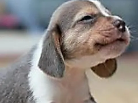 [Fotografies] Le razze di cani da evitare di adottare secondo i veterinari. Le seguenti razze non sono adatte per l’adozione.