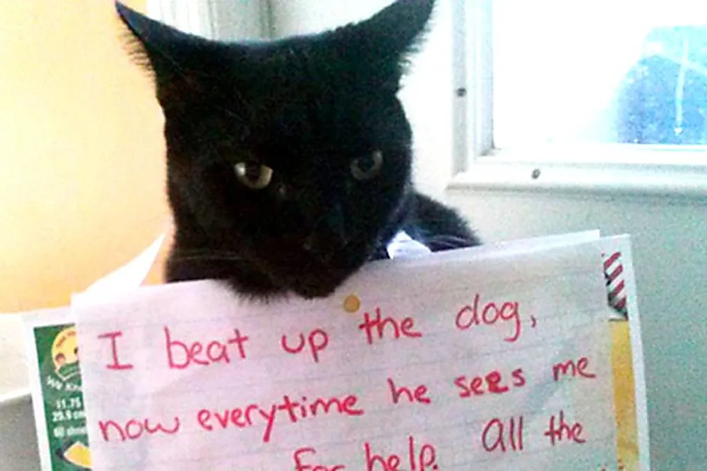 [Εικόνες] 30 στιγμές γάτας που είναι πολύ αστείες για να μην γελάσουμε