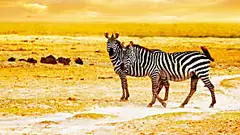 Most Cost Effective Luxury African Safari Packages | Sponsored Results |
