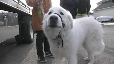 Perro detiene el tráfico para salvar a su dueña | Video