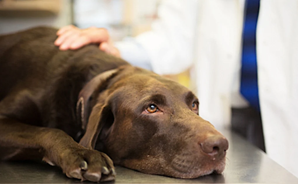 Come eliminare le pulci del cane? Ecco i consigli.