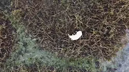 La ingeniosa idea con un dron que permitió rescatar a una perrita perdida