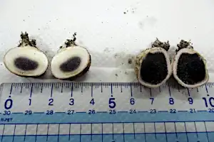 庭で採れたキノコで炊き込みご飯、家族３人が食中毒…ショウロに似た「ニセショウロ」だった