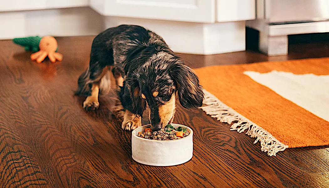 Why is Human-Grade the New Standard of Pet Food?