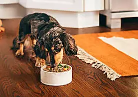 Why is Human-Grade the New Standard of Pet Food?