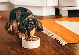 Why is Human-Grade the New Standard of Pet Food?