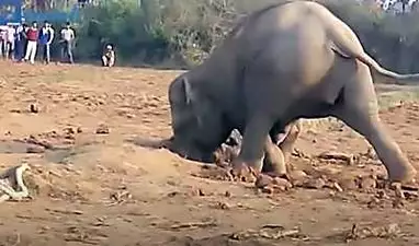 [Galerie] Un éléphant creuse pendant plus de 11 heures sans s'arrêter et découvre ceci