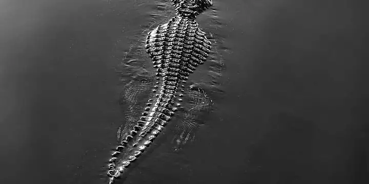 Découverte d'un crocodile des marais au Bangladesh, une espèce éteinte dans le pays