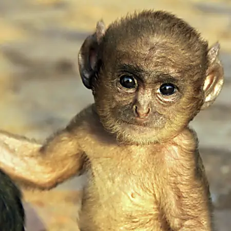 人間のような赤ちゃんを出産した猿 - 飼育員はDNA検査に驚く人間のような赤ちゃんを出産した猿 - 飼育員はDNA検査に驚く