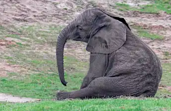 [Gallery] Deeply Depressed Baby Elephant Finds Comfort In A New Friend