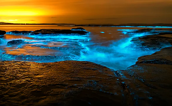 In Tasmania il mare brilla. È il fenomeno della bioluminescenza.