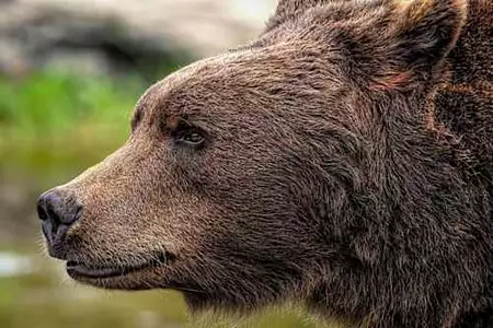 Αρκούδα σκότωσε 29χρονη σε κατασκήνωση στη Ρωσία - Την έσυρε στο δάσος και την δάγκωσε μέχρι θανάτου
