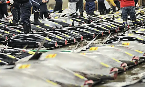 End of an era as Tokyo's Tsukiji fish market closes