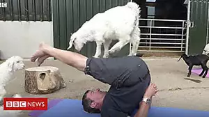 Goat yoga? You must be kidding