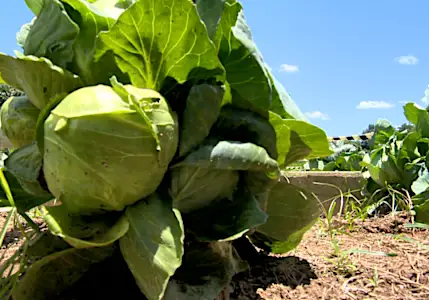 Um jeito natural de deixar sua próstata pequena