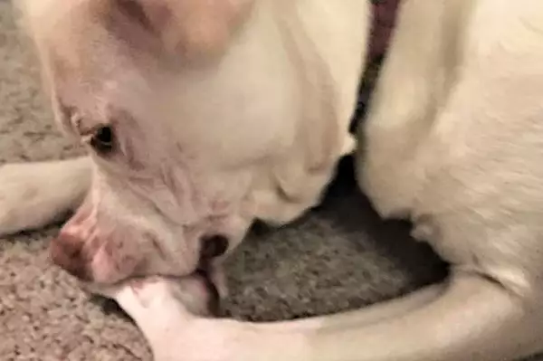 Se o seu cão lambe as patas, Especialista diz para você fazer isso