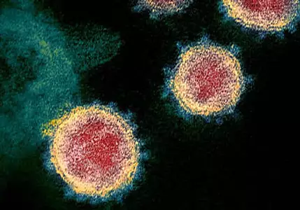 For the First Time, Scientists Found How Coronavirus Infects Human Cells