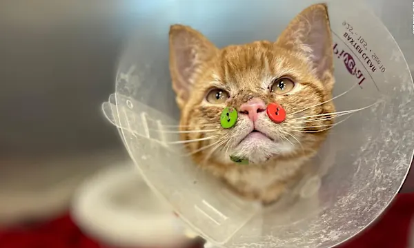 Cat has plastic buttons sewn to its face after dog attack