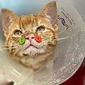 Cat has plastic buttons sewn to its face after a dog attack