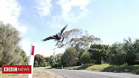 Australian dies while fleeing swooping magpie
