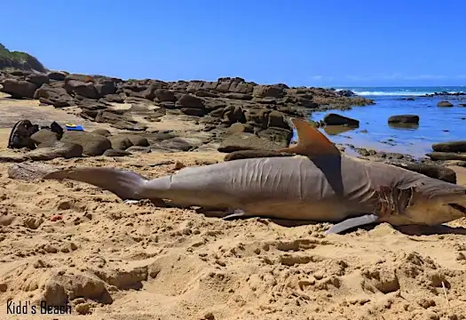 SEE | Rare fish wash up along Eastern Cape beaches after sea temperatures plummet