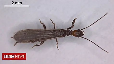 New order of insects sets up home in UK