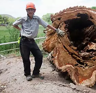 [Photos] When Loggers Had To Cut This Old Tree They Didn't Expect to Finds This