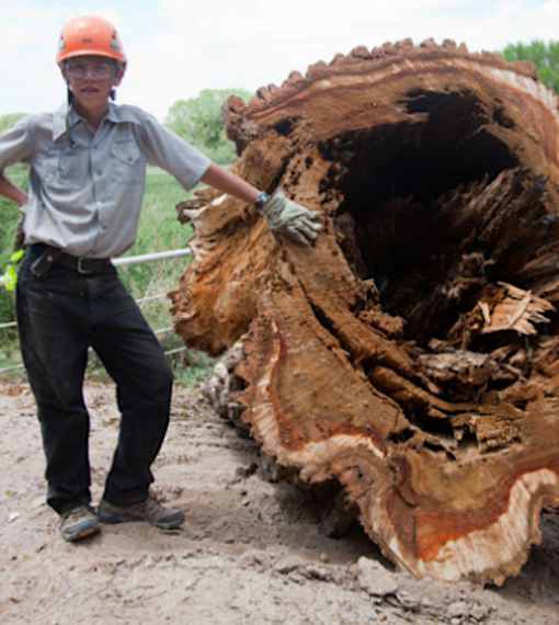 [Photos] When Loggers Had To Cut This Old Tree They Didn't Expect to Finds This