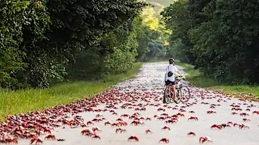 50 million crabs migrating? See more wild animal antics in the summer.