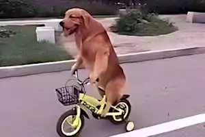 Bike-Riding Dog Becomes Overnight Internet Sensation