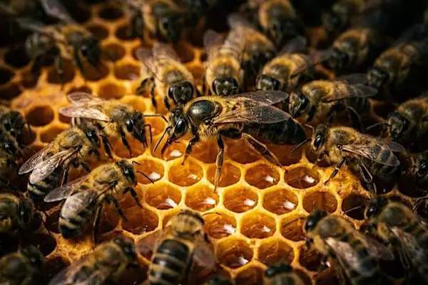 Spülen Sie das aus dem Körper und fühlen sich wieder jung