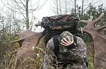 [Pics] Baby Moose Approaches Soldier In The Woods And Does The Impossible