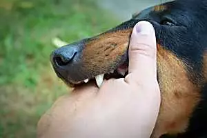 The 11 breeds of dog that have the strongest bite