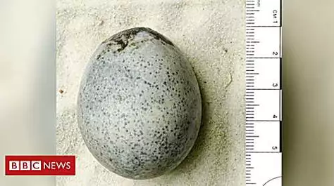 'Only complete' Roman egg found during dig