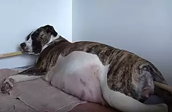 Pregnant Dog Doesn't Want To Give Birth, Vet Does Ultrasound And Then Understands Why