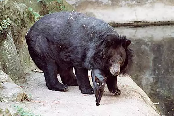 [Pics] Cat Makes Way Into Bear Enclosure Then It Happened