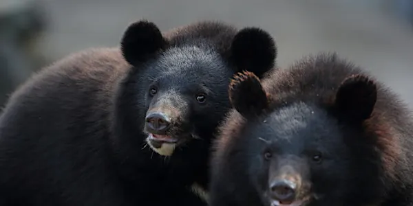 森の守護獣？危険な猛獣？もしもクマが山からいなくなったら…？