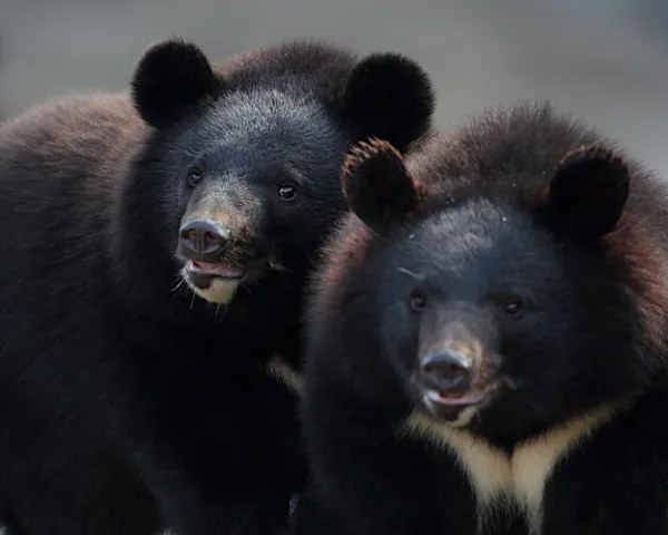 森の守護獣？危険な猛獣？もしもクマが山からいなくなったら…？